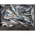 Frozen Sardine Ganzes runde Licht gefangen Fisch 80-100G